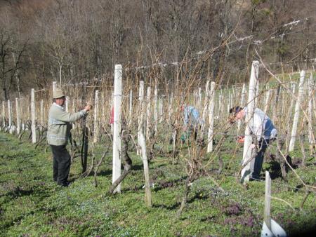 Člani TND Razkrižje obdelujejo vinograd v Šprincu 1